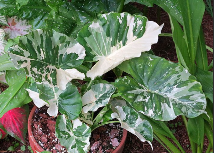 alocasia-albo-leaf-elephant-ear