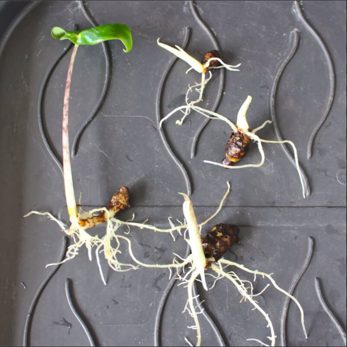 alocasia progation leaves exotic plants