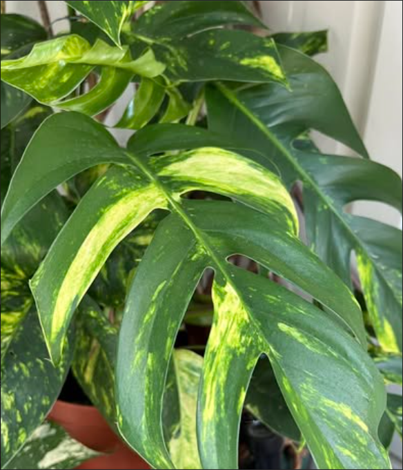 Epipremnum pinnatum Albo Variegata
