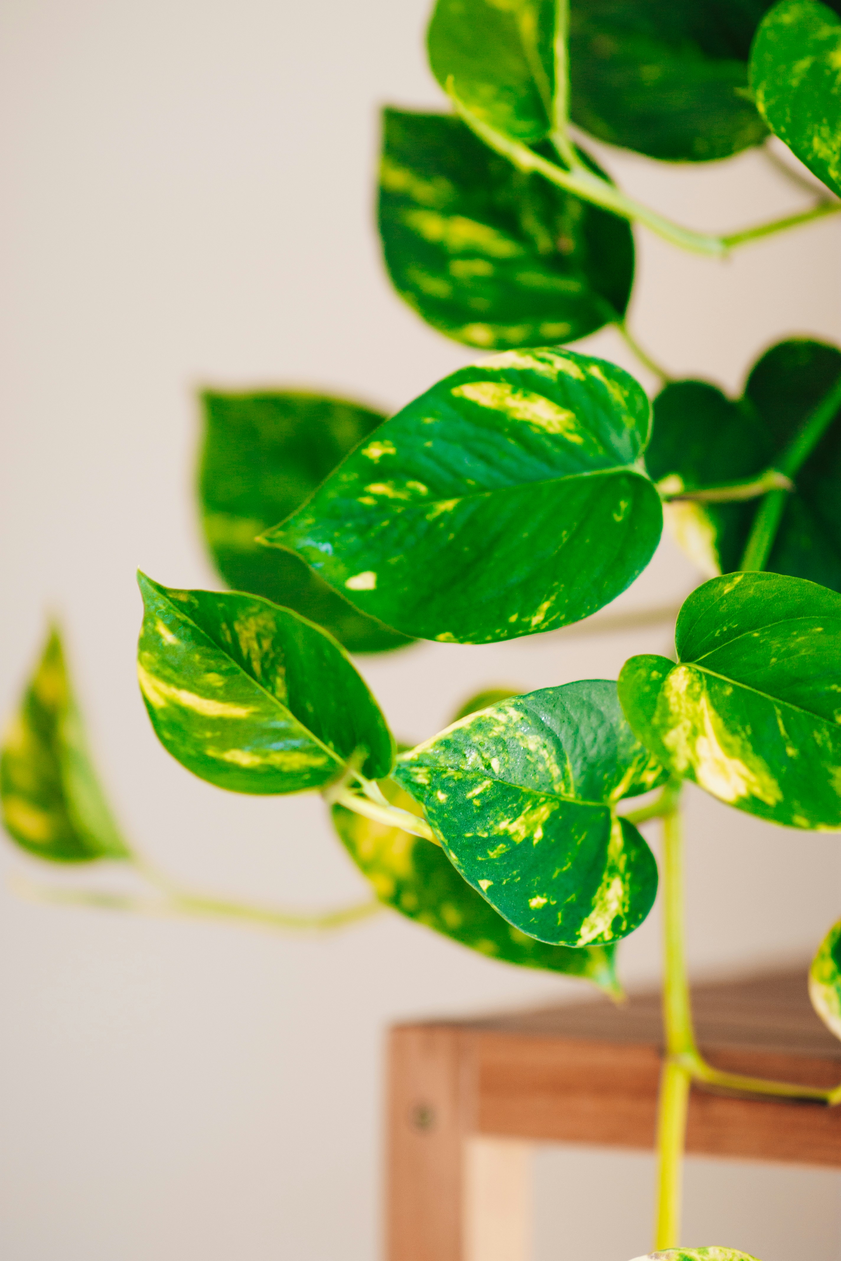 golden-hawaiian-pothos-vine-leaf
