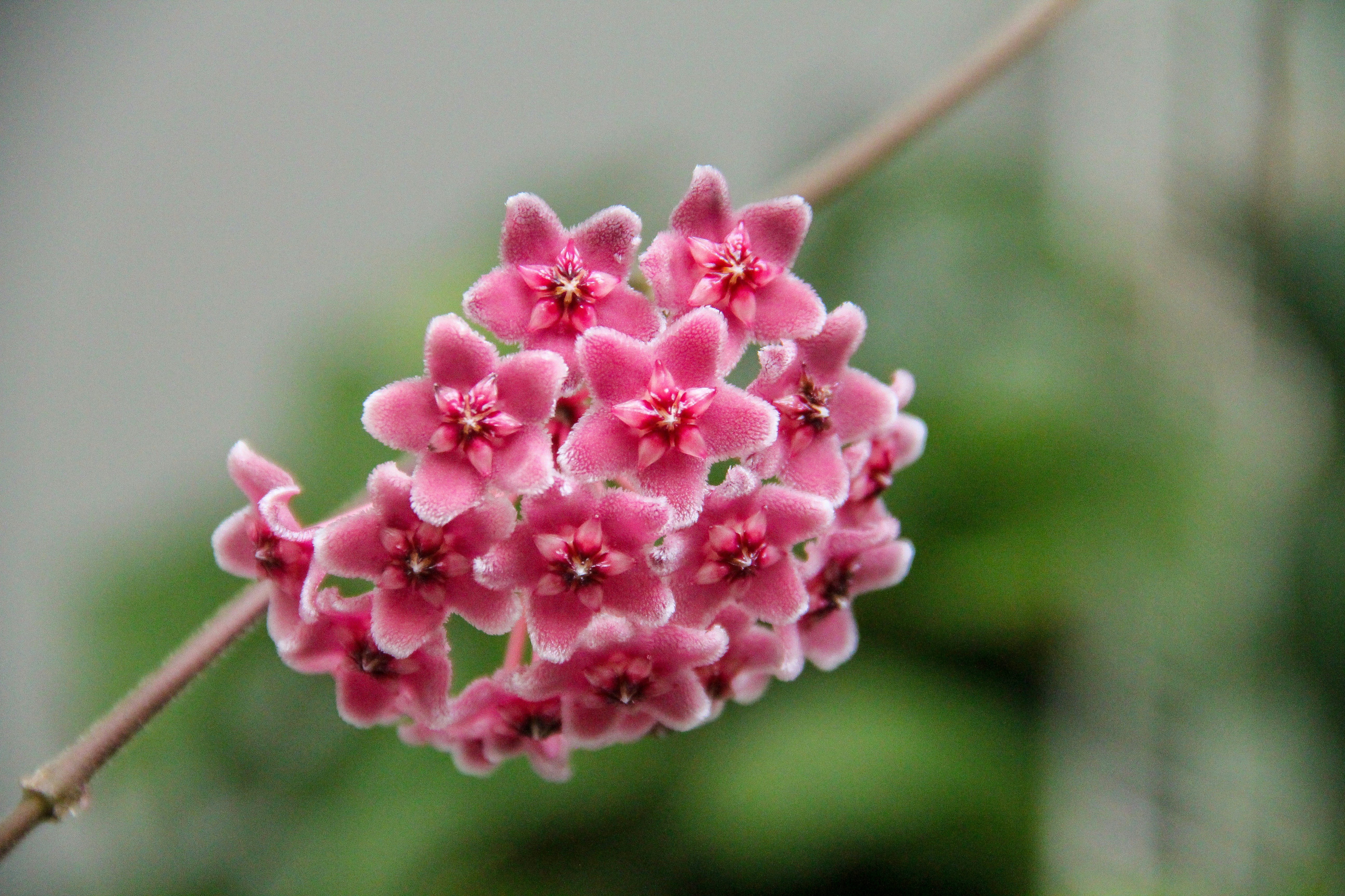 hoya-flowers-exotic-plants
