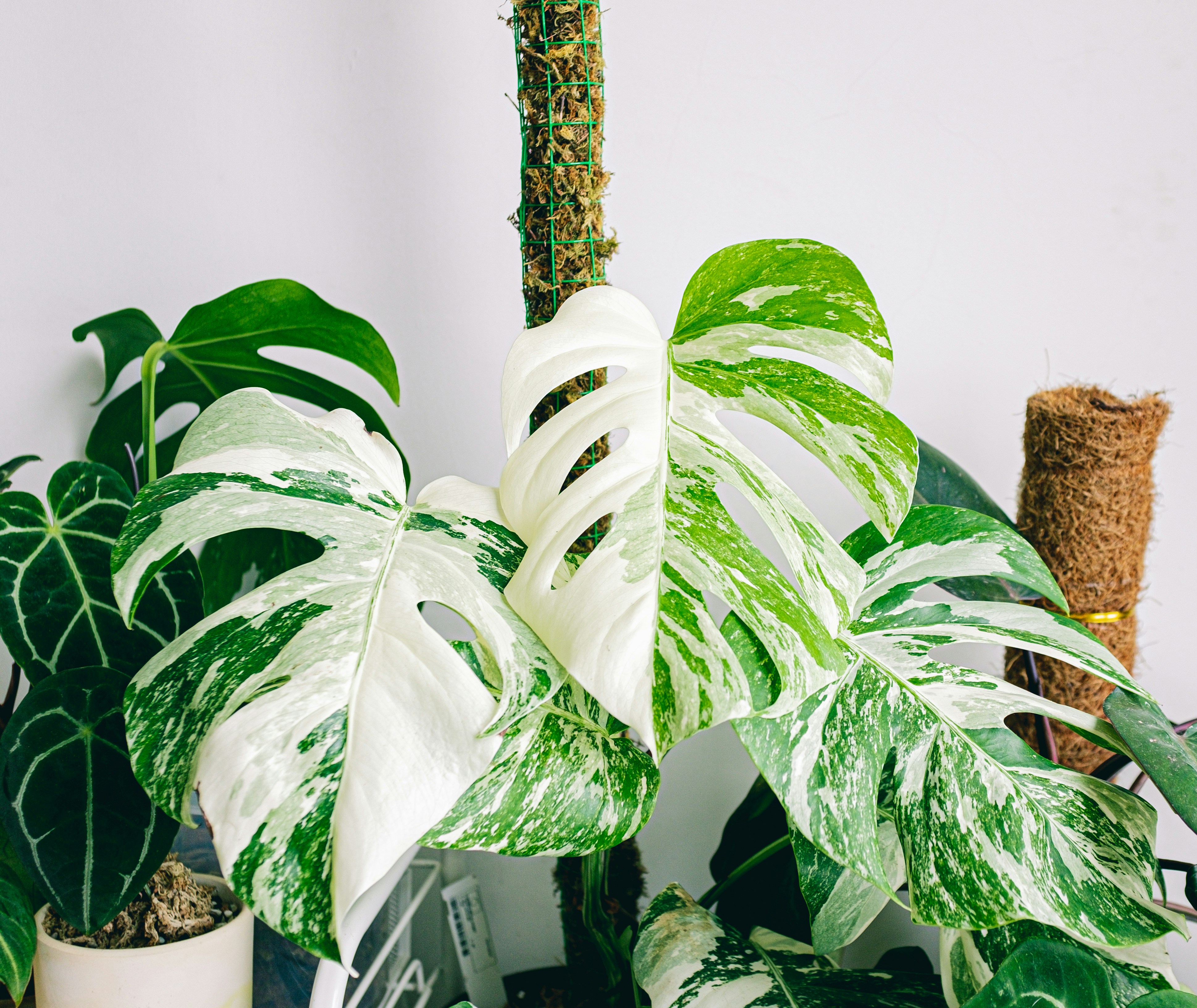 white-monstera-variegated-leafs