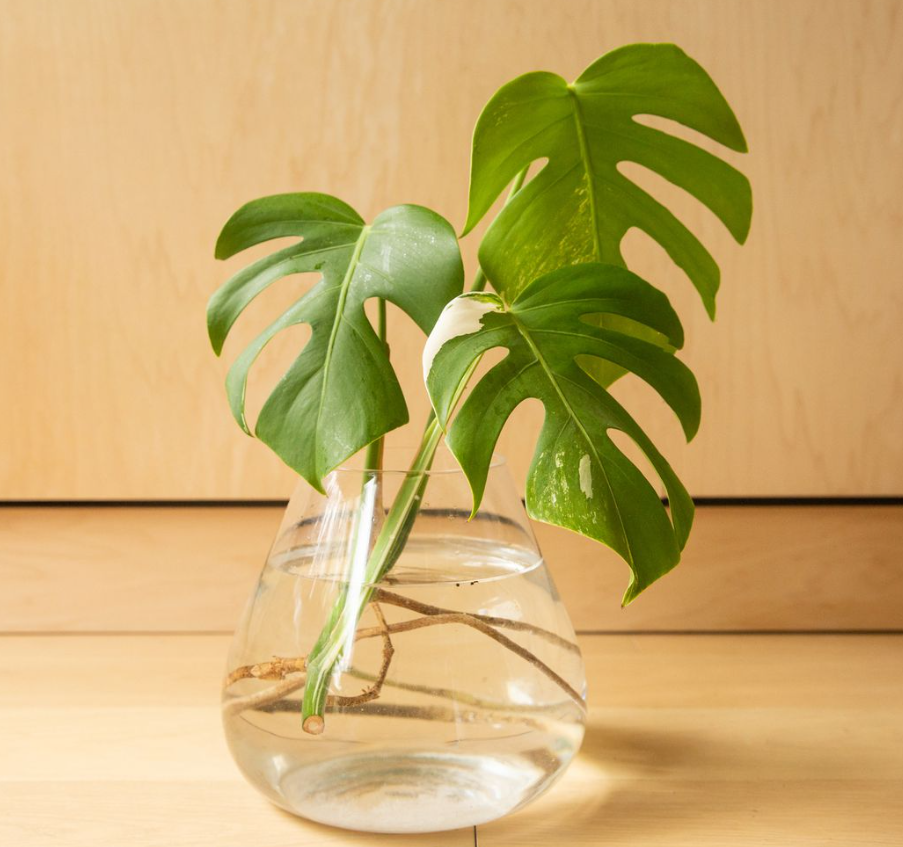 monstera progation leaves exotic plants