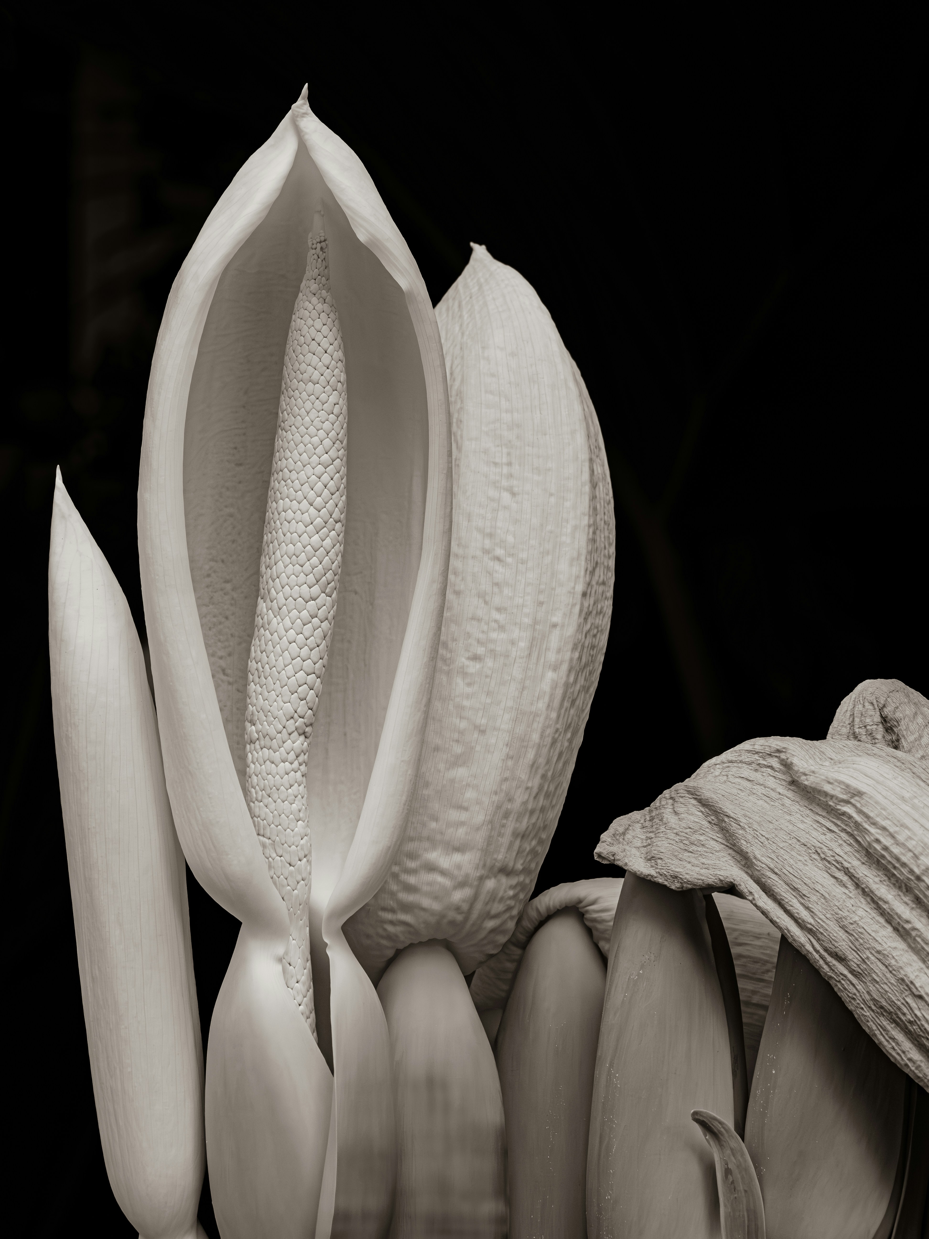 white-monstera-flowering-bloom-fruit