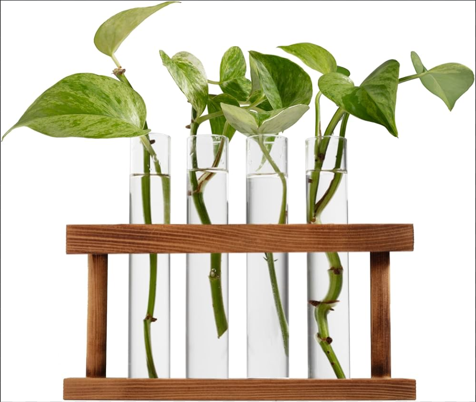 alocasia progation leaves exotic plants