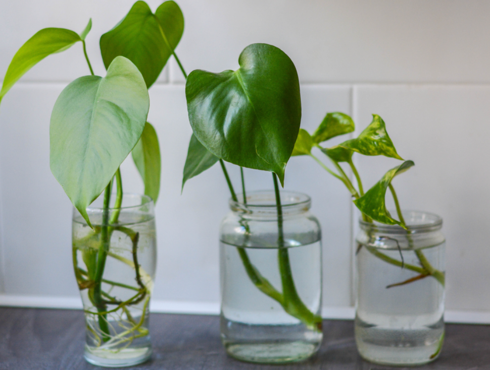 progation leaves exotic plants